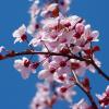 sakura_blossoms.jpg